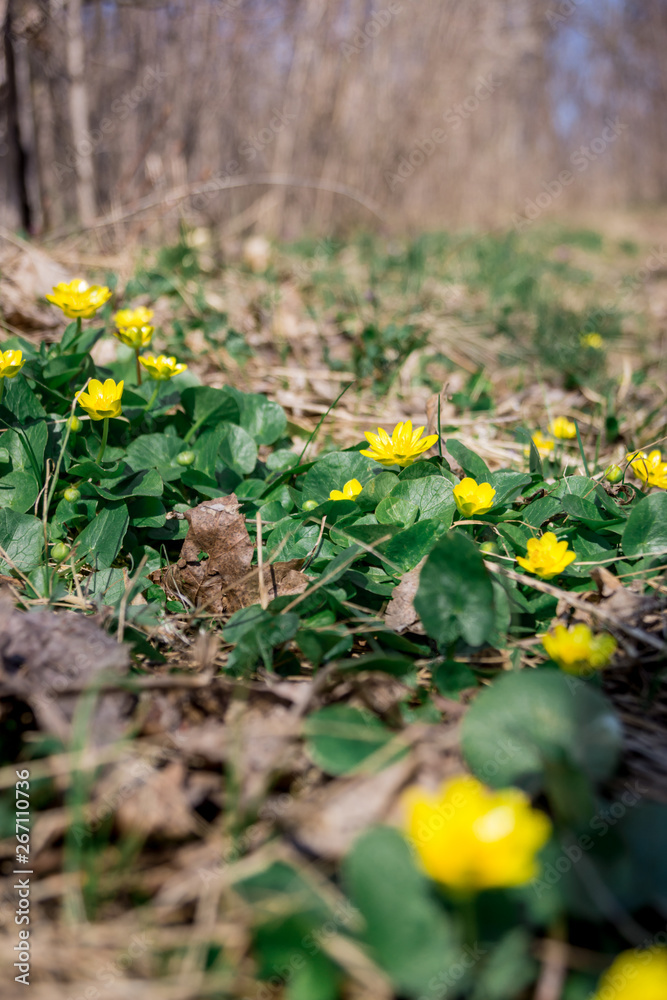 yellow flowers in the garden