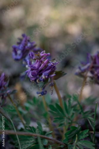 blue flowers