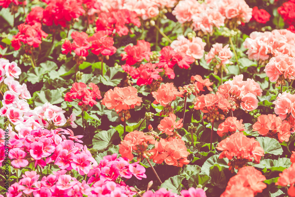 Flowers for sale at a Croatian flower market.