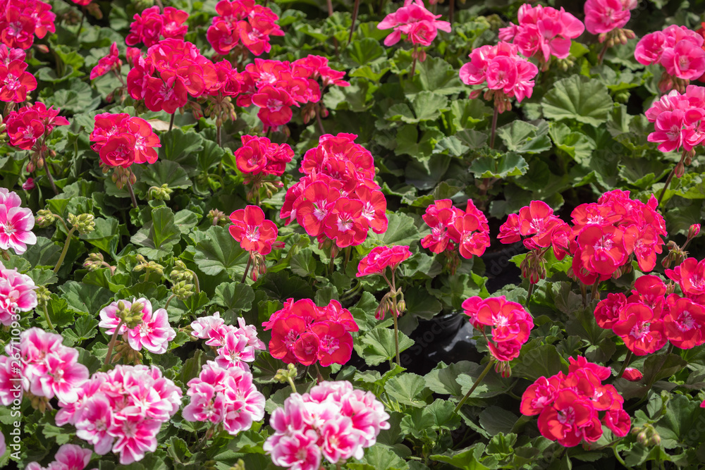 Flowers for sale at a Croatian flower market.