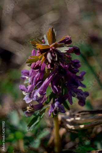 flower, purple, nature, plant, spring, flowers, garden, flora, green, blossom, bloom, macro, pink, summer, wild, orchid, violet, beauty, lilac, floral, beautiful, blue, blooming, color, petal