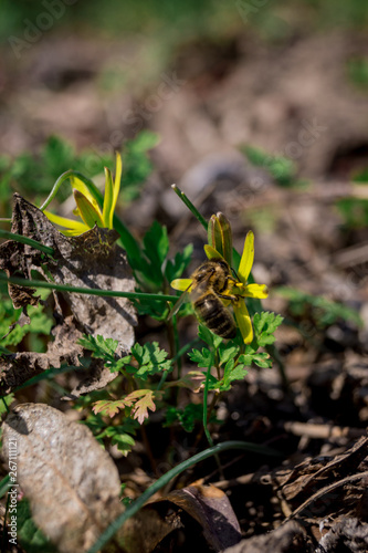 flowers in the garden