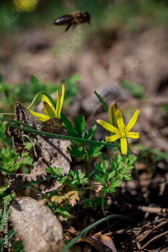  flowers in the garden