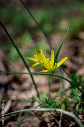 yellow flower in grass