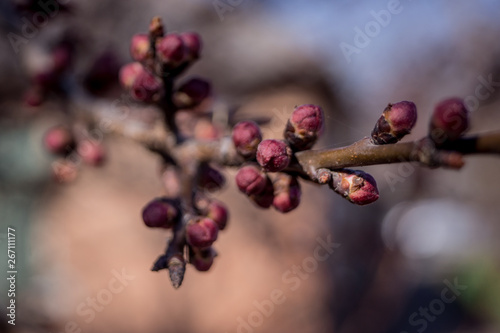 red berries on a branch