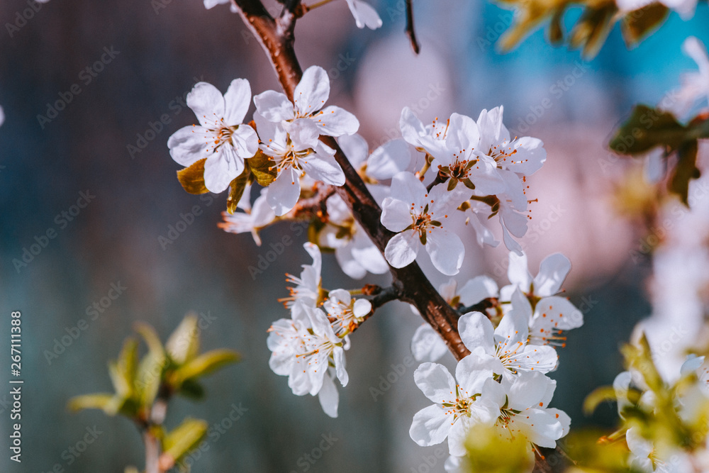 spring white flowers spring white flowers