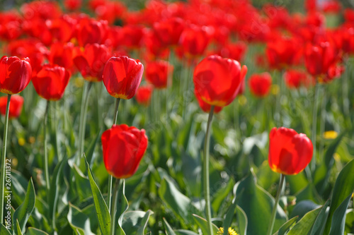 Group of red tulips in the park.