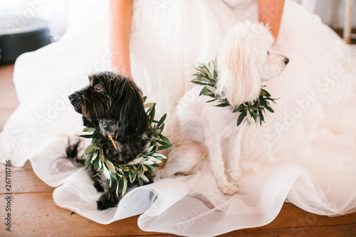 Wall Mural dogs with bride