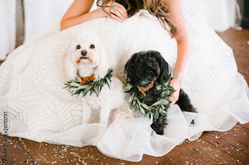 Canvas Print dogs with bride