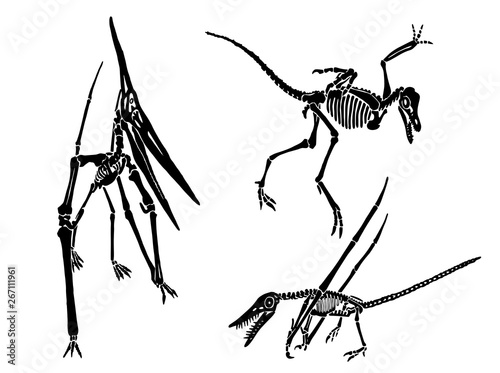 Graphical set of pterodactyl skeletons isolated on white ,vector illustration,tattoo.