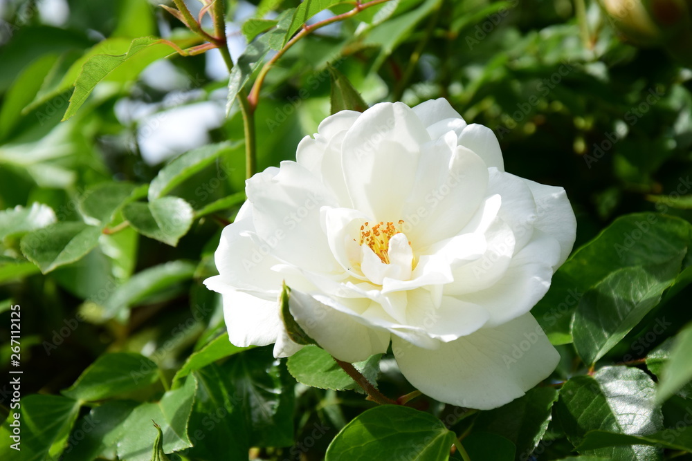 Wunderschöne weiße Rose Wunderschöne weiße Rose