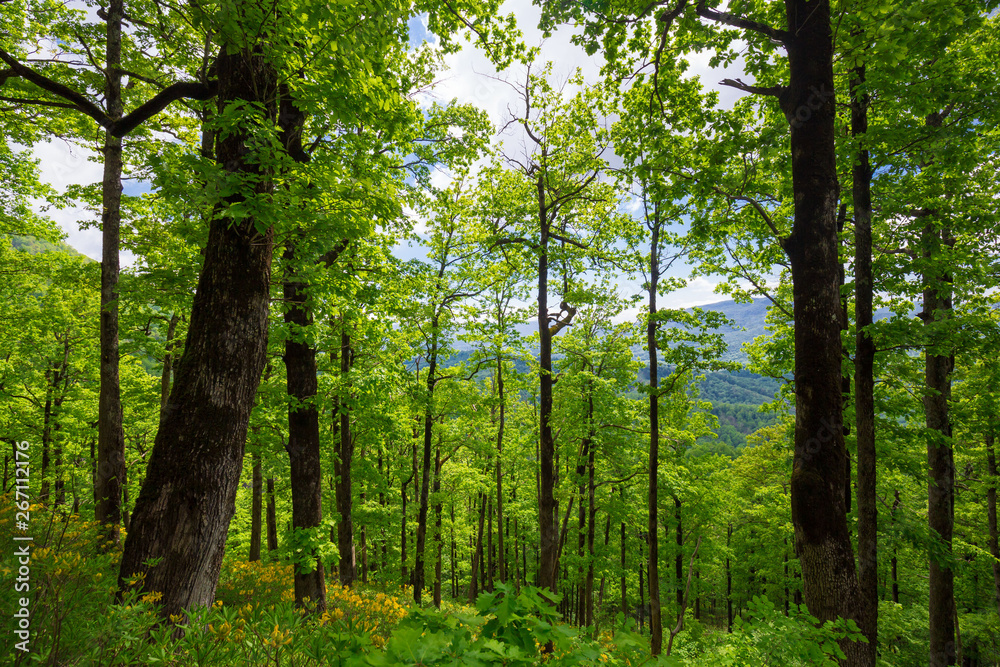 Obraz premium Mountain summer. Green forest