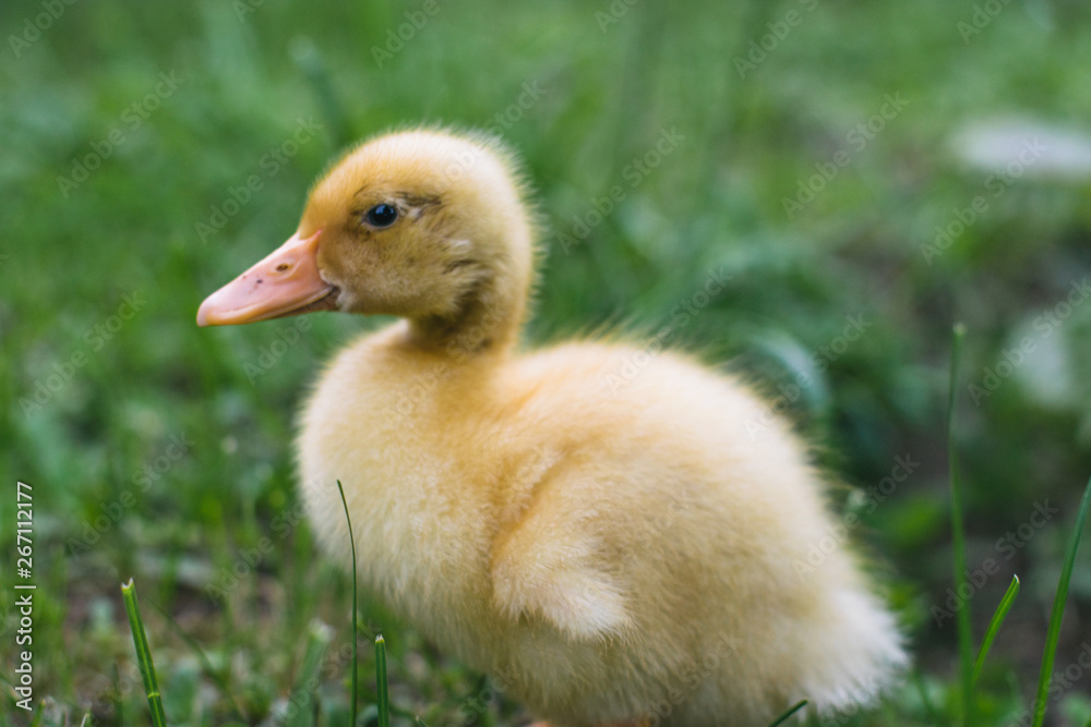 Front view of one little duck in the grass Front view of one little duck in the grass