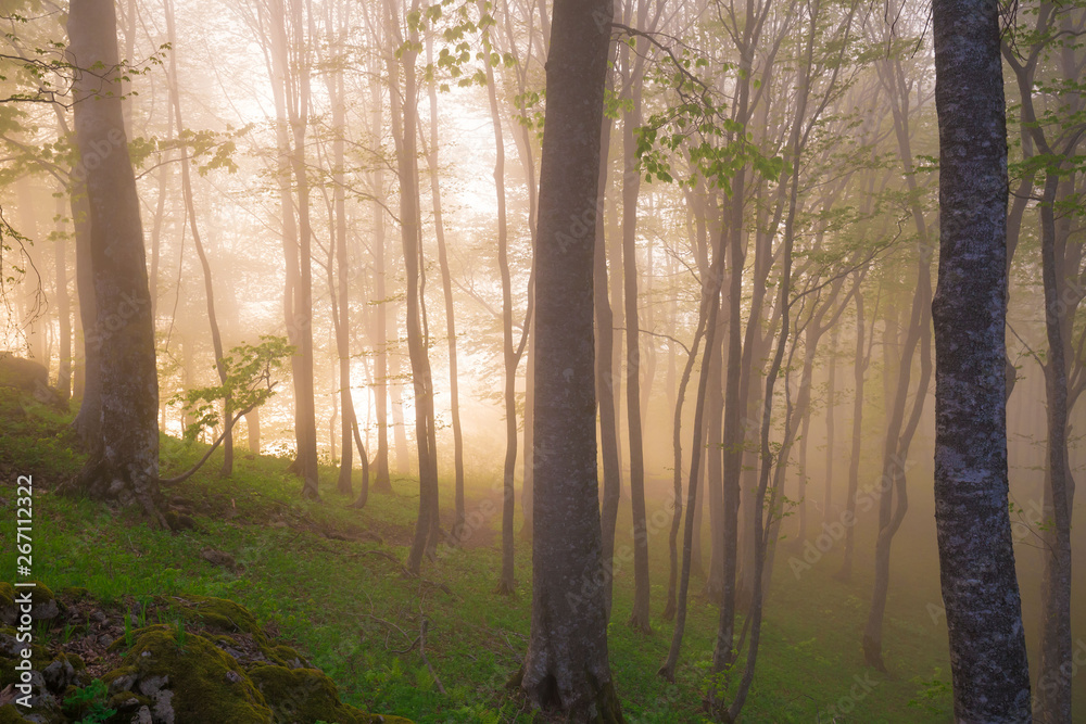 Mountain summer. Fairy misty forest, sunset Mountain summer. Fairy misty forest, sunset