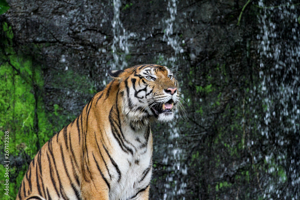 Obraz premium tiger show tongue sit down in front of mini waterfall