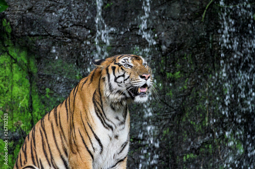 tiger show tongue sit down  in front of mini waterfall