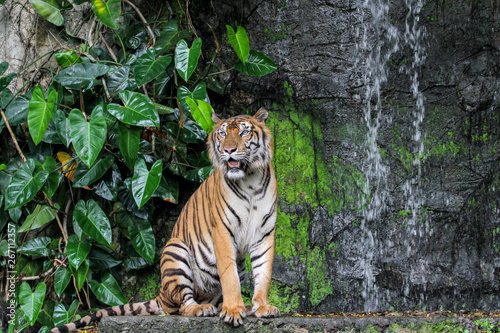 Fototapeta Naklejka Na Ścianę i Meble -  tiger show tongue walking  in front of mini waterfall