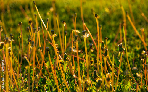Bare steams of dandellion blowballs in summer grass backlit