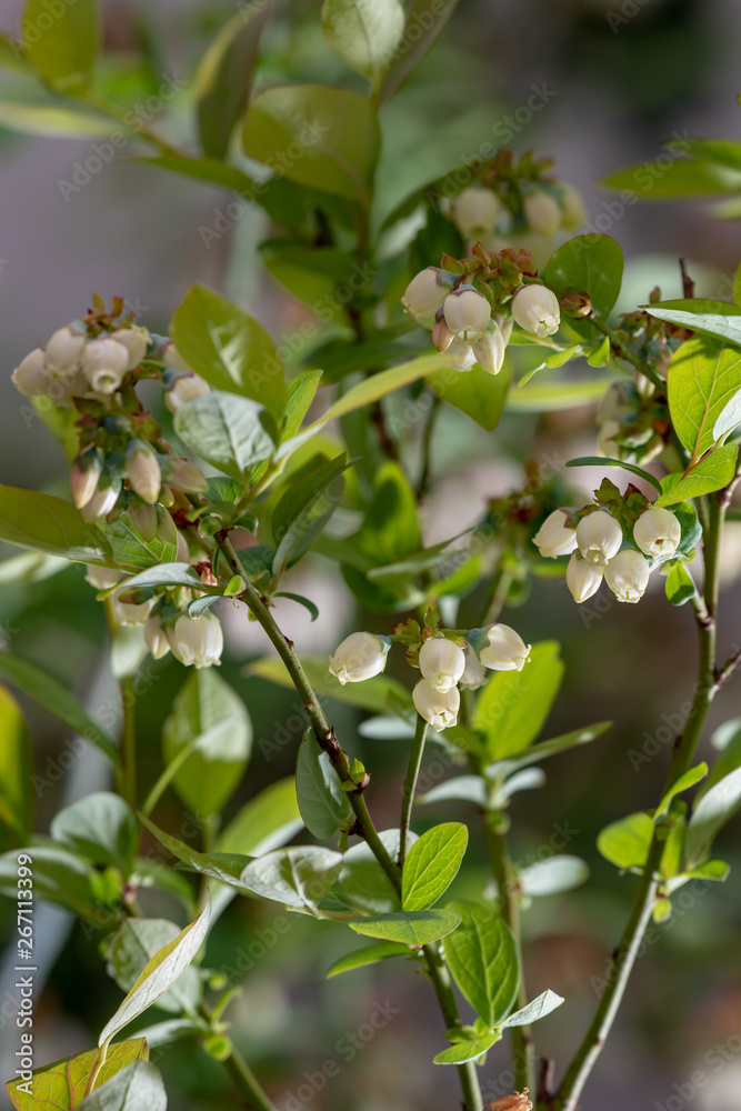 Blueberry Tree and White flower Blueberry Tree and White flower
