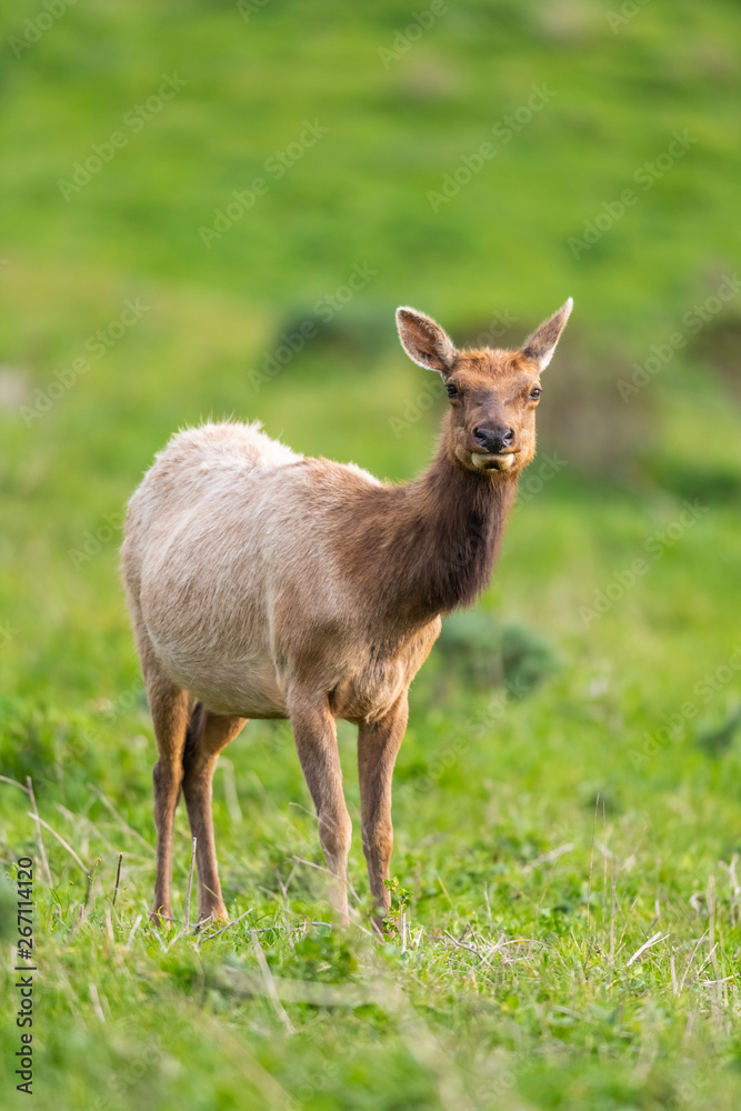 Tule elk (Cervus canadensis nannodes), Point Reyes National Seashore, Marin, California Tule elk (Cervus canadensis nannodes), Point Reyes National Seashore, Marin, California