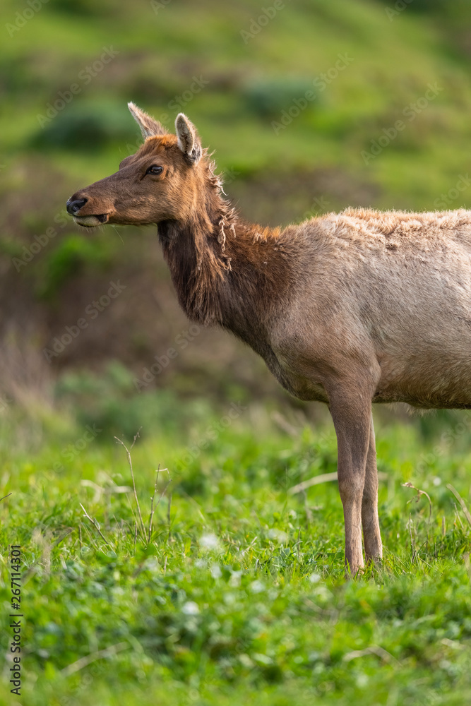 Fototapeta premium Tule elk (Cervus canadensis nannodes), Point Reyes National Seashore, Marin, California