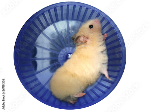 Hamster in a wheel photo