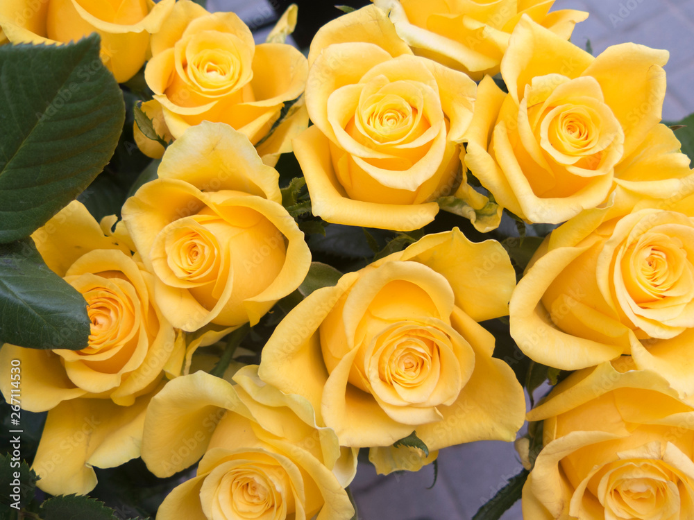 Yellow roses in a close up Yellow roses in a close up
