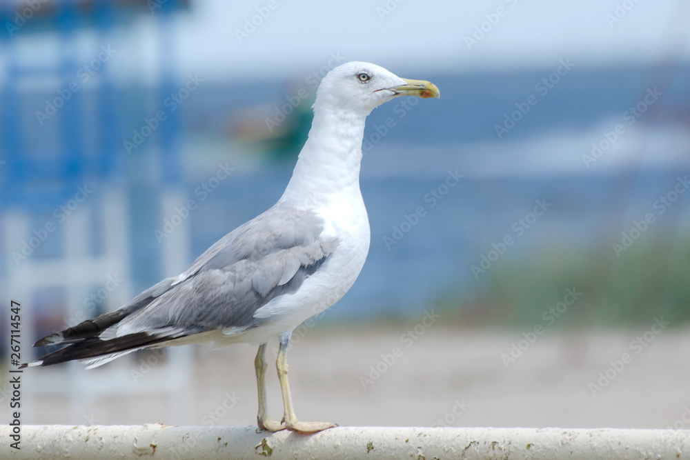 The seagull sits in the port. Silhouette of the bird on a blurred background The seagull sits in the port. Silhouette of the bird on a blurred background