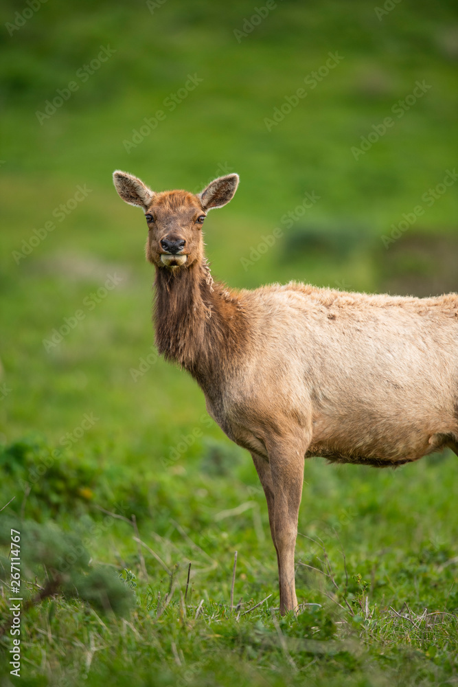 Tule elk (Cervus canadensis nannodes), Point Reyes National Seashore, Marin, California Tule elk (Cervus canadensis nannodes), Point Reyes National Seashore, Marin, California