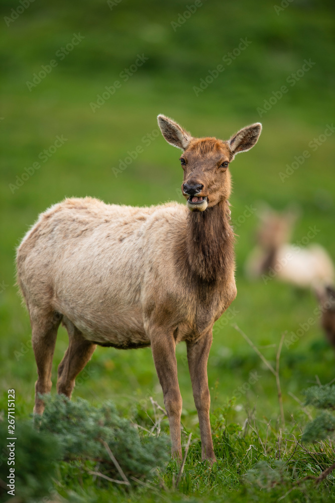 Tule elk (Cervus canadensis nannodes), Point Reyes National Seashore, Marin, California Tule elk (Cervus canadensis nannodes), Point Reyes National Seashore, Marin, California