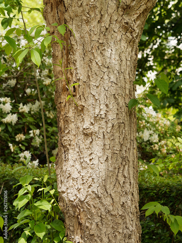 Fototapeta Naklejka Na Ścianę i Meble -  Die Eucommia ulmoides oder Chinesischer Guttaperchabaum. Hellgrauer Stamm und gezackte grüne Blätter