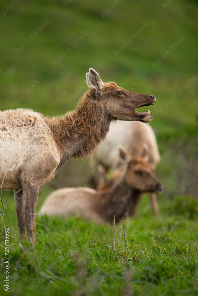 Fototapeta premium Tule elk (Cervus canadensis nannodes), Point Reyes National Seashore, Marin, California