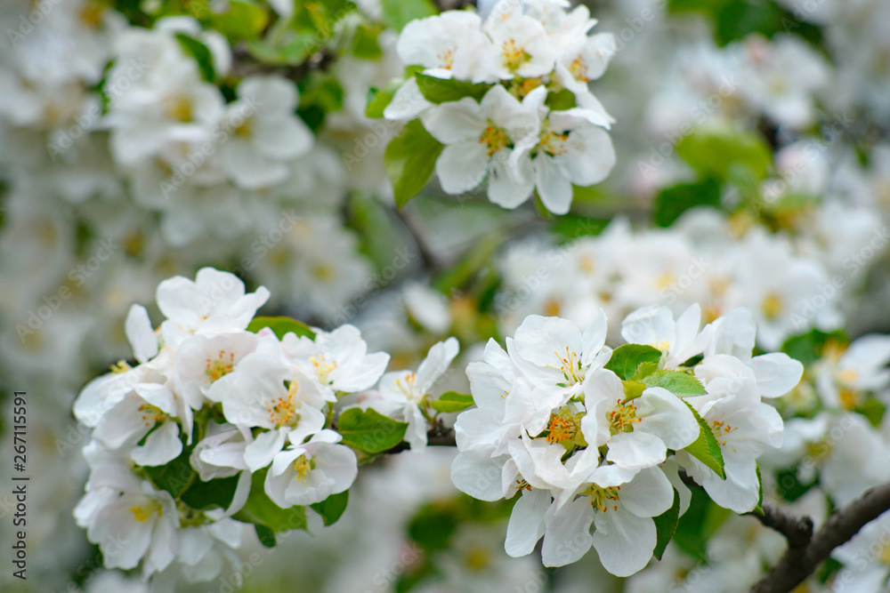 Apple tree in bloom with delicate white five petals flowers and young green leaves close up