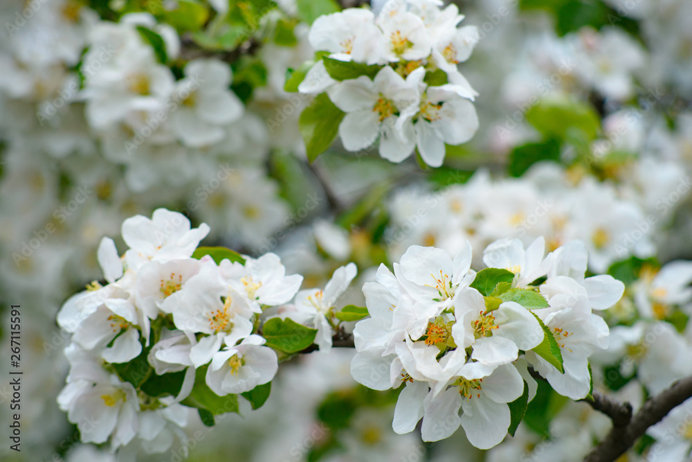 Apple tree in bloom with delicate white five petals flowers and young green leaves close up Apple tree in bloom with delicate white five petals flowers and young green leaves close up