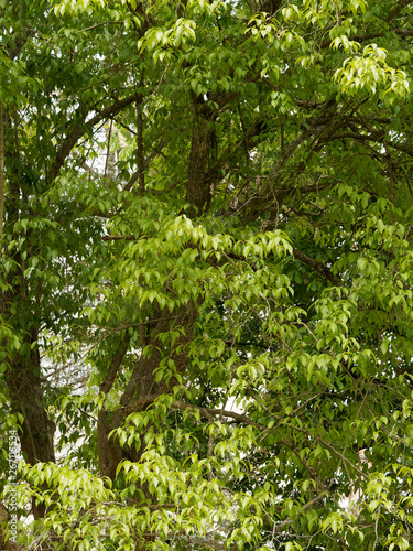 Die Eucommia ulmoides oder Chinesischer Guttaperchabaum. photo