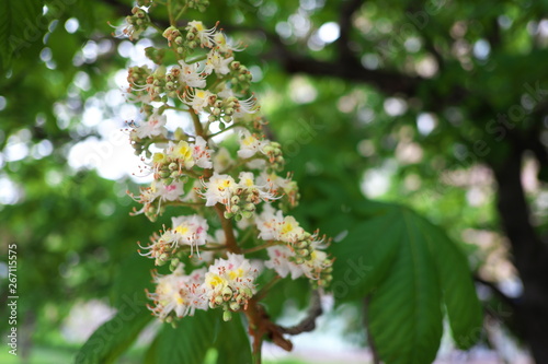 Chestnut flower