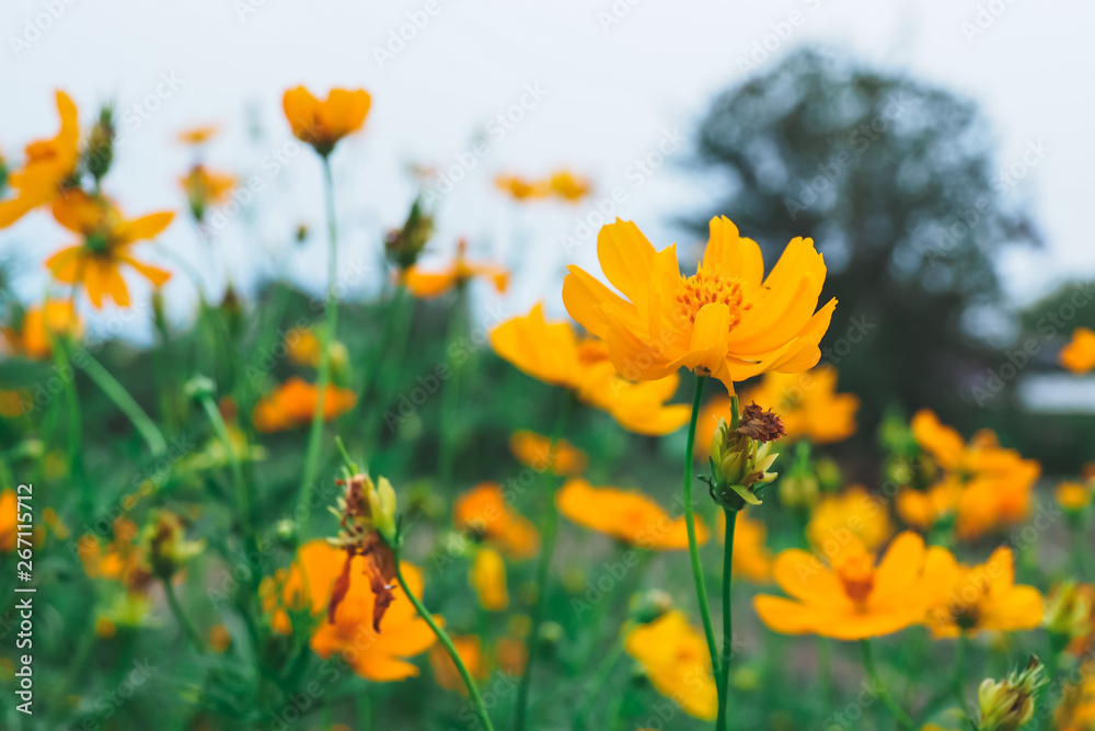 yellow flowers in garden