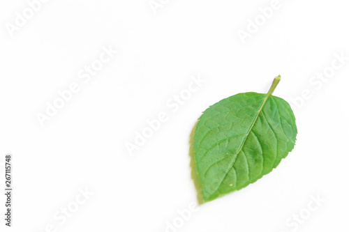 Mint fresh raw leaves isolated on white background