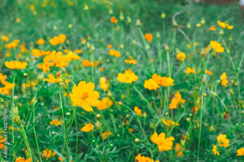 field of yellow flowers © จิตรกร เนาเหนียว