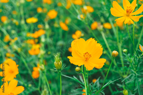 field of yellow flowers © จิตรกร เนาเหนียว