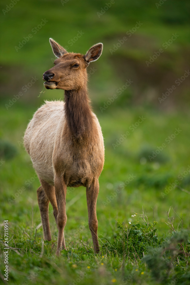 Tule elk (Cervus canadensis nannodes), Point Reyes National Seashore, Marin, California Tule elk (Cervus canadensis nannodes), Point Reyes National Seashore, Marin, California