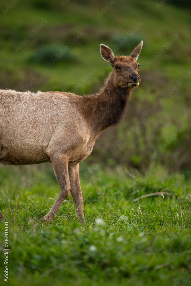 Tule elk (Cervus canadensis nannodes), Point Reyes National Seashore, Marin, California Tule elk (Cervus canadensis nannodes), Point Reyes National Seashore, Marin, California