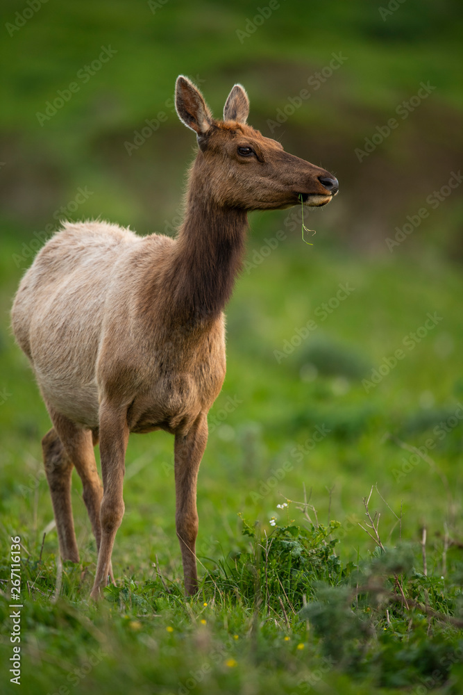 Tule elk (Cervus canadensis nannodes), Point Reyes National Seashore, Marin, California