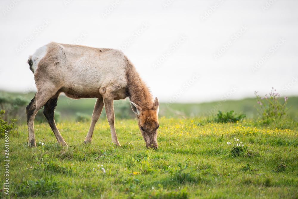 Tule elk (Cervus canadensis nannodes), Point Reyes National Seashore, Marin, California Tule elk (Cervus canadensis nannodes), Point Reyes National Seashore, Marin, California