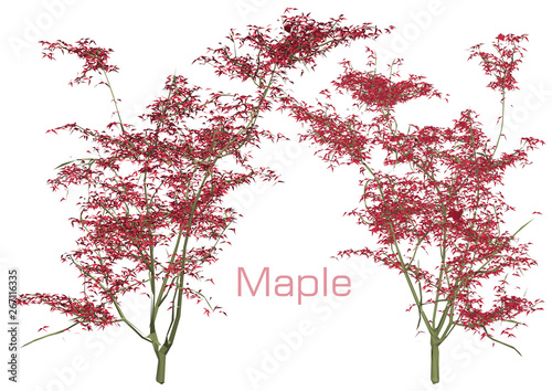 Vector red maple tree with white background