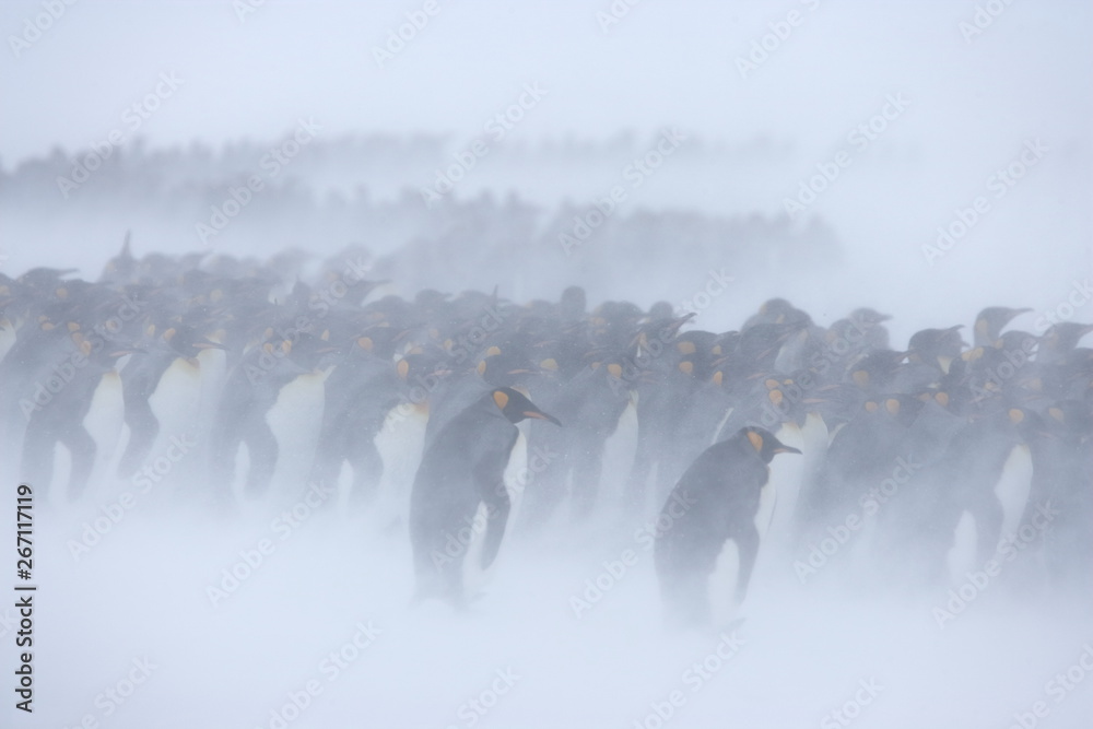 Obraz premium King penguins caught in a snowstorm on South Georgia Island