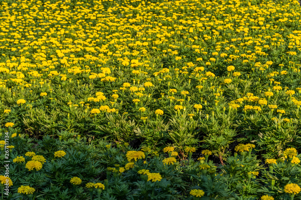 Obraz premium beautiful yellow flowers background