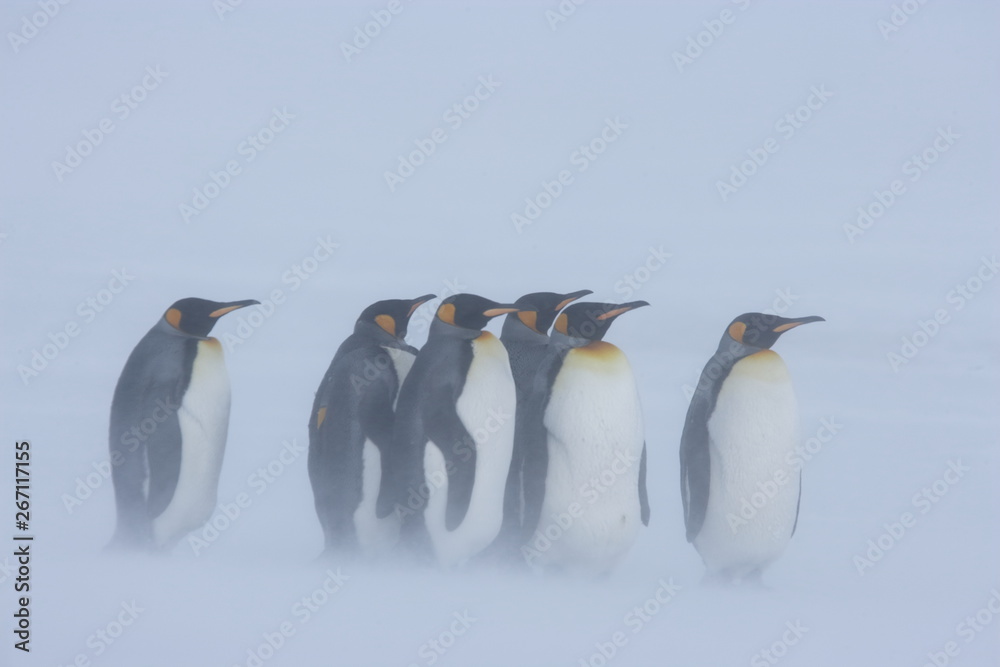 Obraz premium King penguins huddling in a snowstorm on South Georgia Island