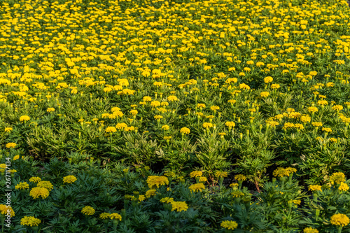 beautiful yellow flowers background
