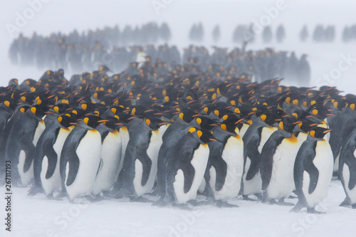 King penguins stand with their backs to blowing snow on the snowy fields of the sub-antarctic island of South Georgia.  They are grouping together for warmth